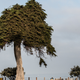 RIP, Lorax Tree.